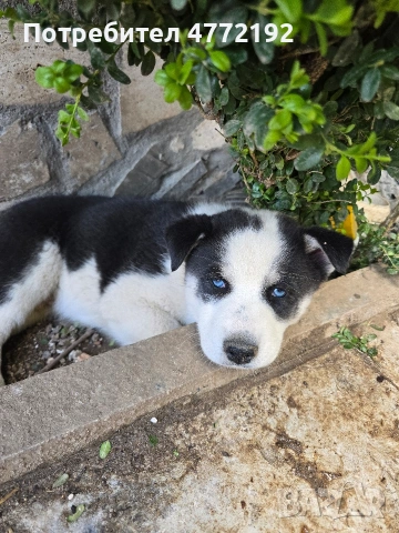 Малки Сибирски Хъскита, снимка 6 - Хъски - 53917126