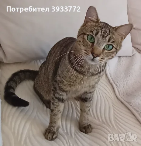 Търси се любящ дом за котка Ася, снимка 5 - Други - 55441047