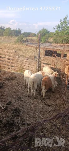 Продавам 1овца и 7 агнета., снимка 4 - Овце - 55303646