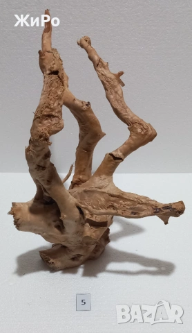 Корен от Азалия /декорация/ 5, снимка 2 - Други - 48577863