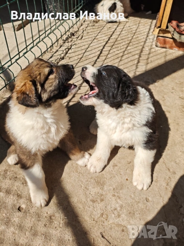 Българско овчарско куче (каракачанско)