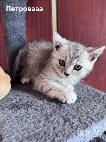 Британски / шотландски котенца , снимка 5 - Британска късокосместа - 54988933