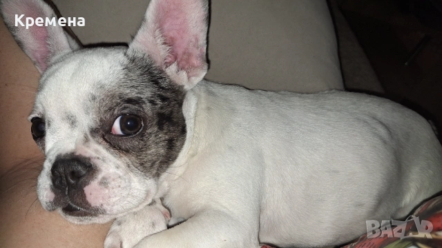 Френски булдок , снимка 2 - Френски булдог - 54071421