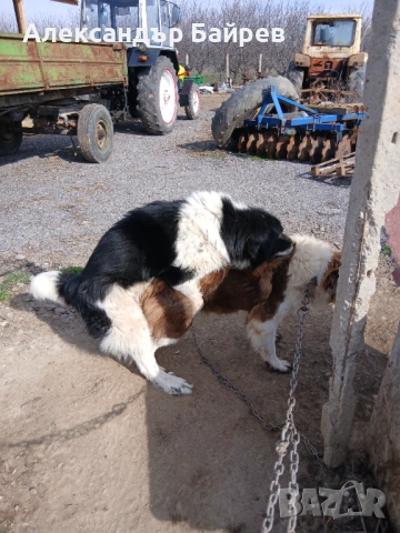 Каракачански кучета , снимка 2 - Каракачанска овчарка - 54327853