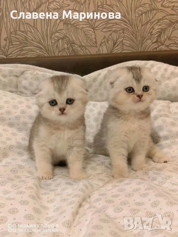 Шотландски котки , сребърна чинчила, колорпойнт, дългокосместо шотландско коте , снимка 2 - Чинчили - 54590741