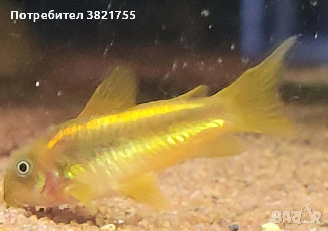 Сомче, сомче corydoras gold laser, gold stripe, снимка 3 - Рибки - 55245469