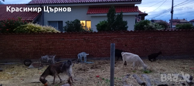 продават се на куп, снимка 5 - Кози - 54610107