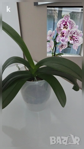 Фаленопсиси орхидеи в самополивни саксии , снимка 4 - Стайни растения - 53896200
