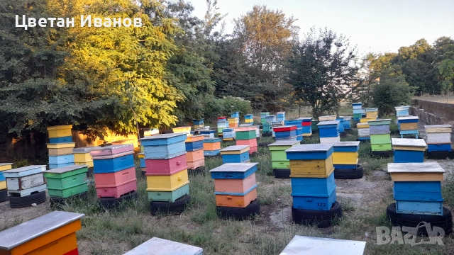 Пчелни семейства 
