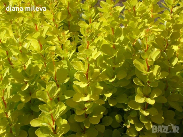 Берберис Мария, Berberis thunbergii ‘Maria'!!!