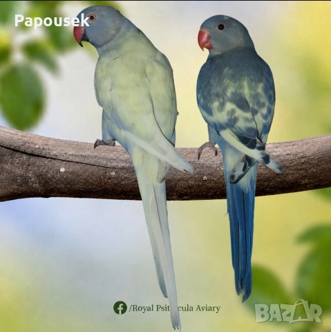 * 🦜 Малки Александри – топ качество и селекция, снимка 3 - Папагали - 54988483