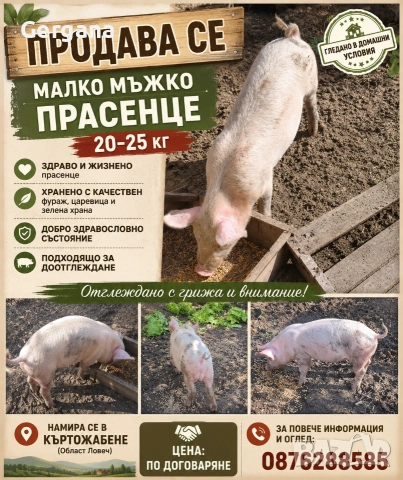Продавам малко прасе