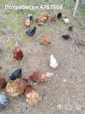 Имам свободни ,ломън браун .