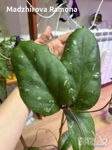 Hoya Хоя Elephant , снимка 2 - Стайни растения - 54920383
