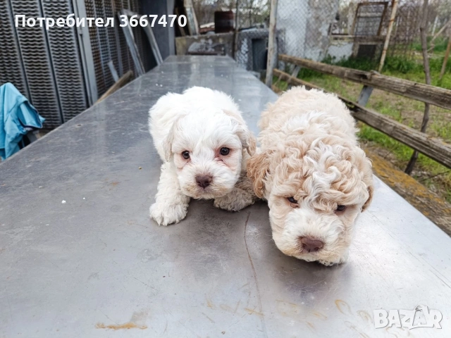 Лагото на 45 дена, снимка 2 - Кокер шпаньол - 54147771