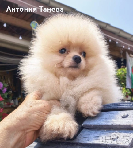 Померан