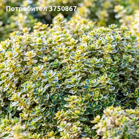 🌸🌿 💜 Мащерка / Timo limone variegato imp. 