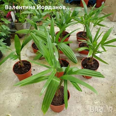 студоустойчиви палми трахикарпус 