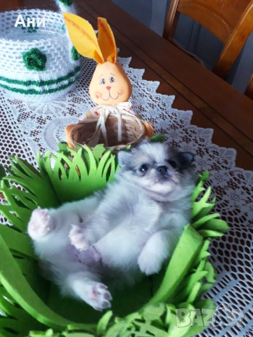 Великденска Супер Изгодна Цена, снимка 2 - Померан - 54110880
