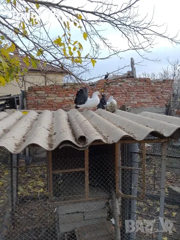 Продавам гълъби, снимка 2 - Гълъби - 55343981