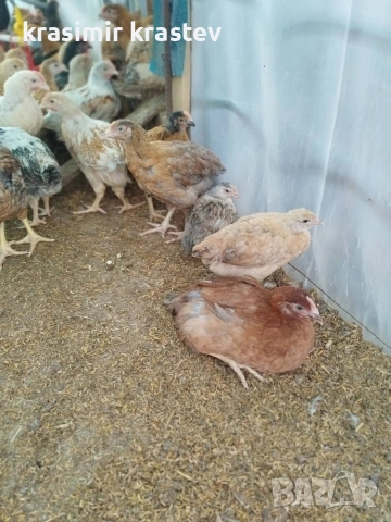 Пиленца, пилета, снимка 7 - Кокошки и пуйки - 53345076