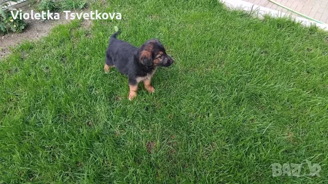 🐶 Продавам прекрасни кученца! 🐶 Търсят своя нов, любящ дом! ❤️ Малки, здрави, игриви