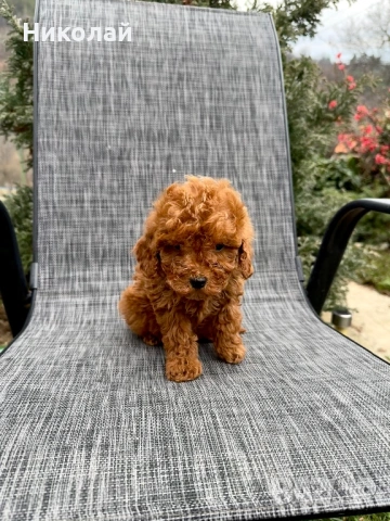 Пудел той/мини Puddle toy/mini момчета и момиче със втора ваксина