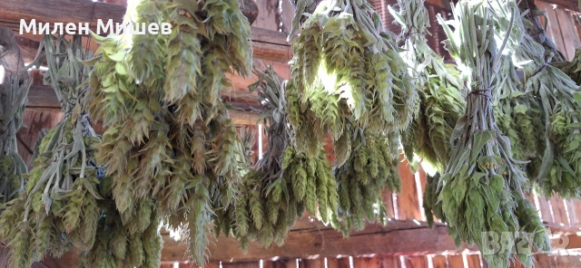 ЕКО Мурсалски чай 2026, снимка 6 - Домашни продукти - 48354744