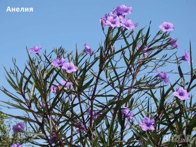 Руелия мексиканска петуния