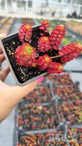 Червен седум Пурпурна Зима, Sedum spirium " Purpur Winter ", снимка 10 - Градински цветя и растения - 46784135