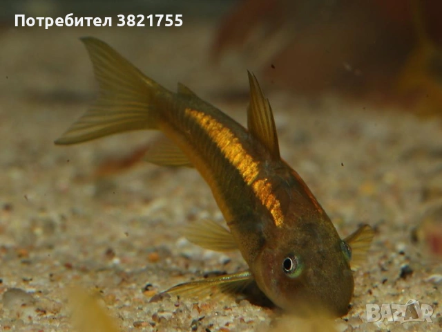 Сомче, сомче corydoras gold laser, gold stripe, снимка 12 - Рибки - 55245469