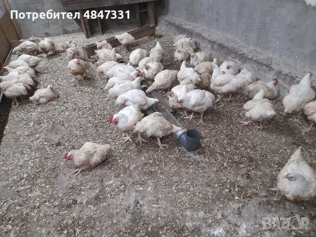 Кокошки  бройлери, снимка 4 - Кокошки и пуйки - 55607717