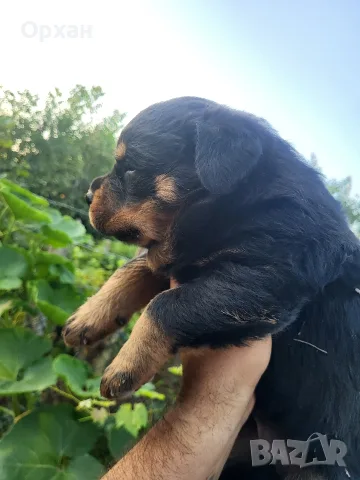 🐶 Свободни са 2 женски и 1 мъжко кученце. с по 1 ваксина, снимка 6 - Ротвайлер - 55424016