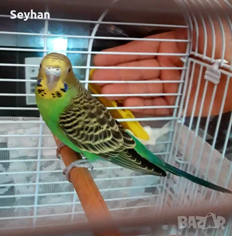 Вълнист папагал