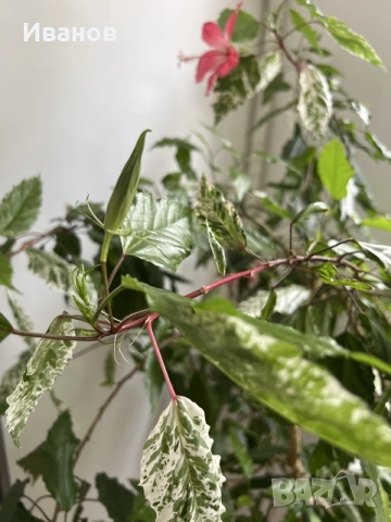 Китайска роза ( Hibiscus rosa-sinensis var. coop), снимка 3 - Стайни растения - 55315250