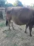Заплодена крава, снимка 4