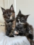 Мейн кун котенца / Мейн куун котенца / Maine coon kittens, снимка 14