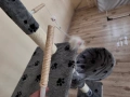 Нова катерушка за котенца , снимка 6