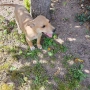  dog for adoption.Търсим осиновител на малко женско куче, снимка 4