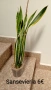 Сансевиера - Sansevieria , снимка 1