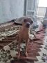  Женски пинчер.. , снимка 4
