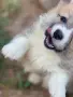 Уелско корги пембрук, снимка 4