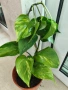 Листа двуцветни тропическа екзотика (Epipremnum aureum), снимка 4