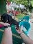 Чистокръвни дакелчета, снимка 1