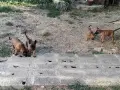 Белгийски овчарки, Малиноа , снимка 4