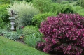 Вейгела Александра, Weigela florida Alexandra, студоустойчива, снимка 4