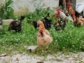 продавам яйца, снимка 1