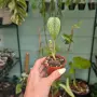 Добре вкоренена "Monstera White Monster", снимка 5