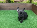 Френски булдог , снимка 10