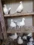 продавам гълъби, снимка 10